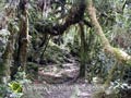 Sentier dans la forêt de Belouve