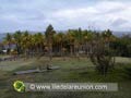 Plantation de cocotier
